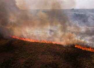 Record High Forest Loss Due to Climate-Fuelled Fires record-high-forest-loss-due-to-climate-fuelled-fires