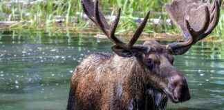 Reintroduction of Elk to UK After 3,000 Years – Eco-Friendly Project reintroduction-of-elk-to-uk-after-3000-years-eco-friendly-project