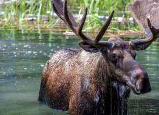 Reintroduction of Elk to UK After 3,000 Years – Eco-Friendly Project reintroduction-of-elk-to-uk-after-3000-years-eco-friendly-project