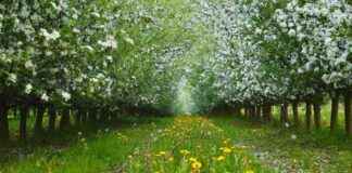 Save Money Planting Flower Strips in Apple Orchards – Study Results save-money-planting-flower-strips-in-apple-orchards-study-results