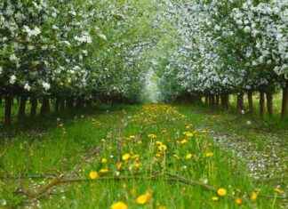 Save Money Planting Flower Strips in Apple Orchards – Study Results save-money-planting-flower-strips-in-apple-orchards-study-results