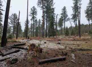 The Black Hills: US Government Theft and Clear-Cutting the-black-hills-us-government-theft-and-clear-cutting