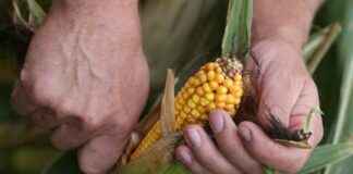 The Impact of Rising Temperatures on US Corn Belt Insurance Claims the-mpact-of-rising-temperatures-on-us-corn-belt-nsurance-claims