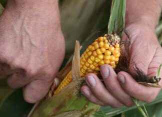 The Impact of Rising Temperatures on US Corn Belt Insurance Claims the-mpact-of-rising-temperatures-on-us-corn-belt-nsurance-claims