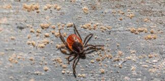 ticks-spreading-malaria-like-disease-in-delaware-maryland-virginia