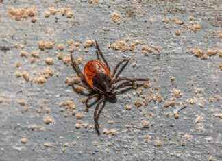 Ticks Spreading Malaria-like Disease in Delaware, Maryland, Virginia ticks-spreading-malaria-like-disease-in-delaware-maryland-virginia