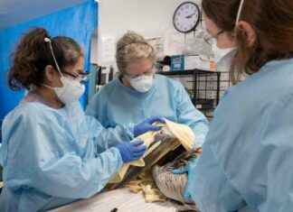 Toxic Algal Bloom in California: Impact on Marine Life toxic-algal-bloom-in-california-mpact-on-marine-life