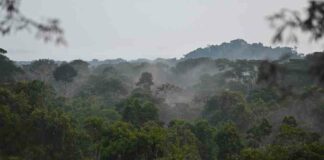 why-forests-shouldnt-be-governments-sole-emission-reduction-strategy