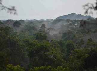 Why Forests Shouldn’t Be Governments’ Sole Emission Reduction Strategy why-forests-shouldnt-be-governments-sole-emission-reduction-strategy